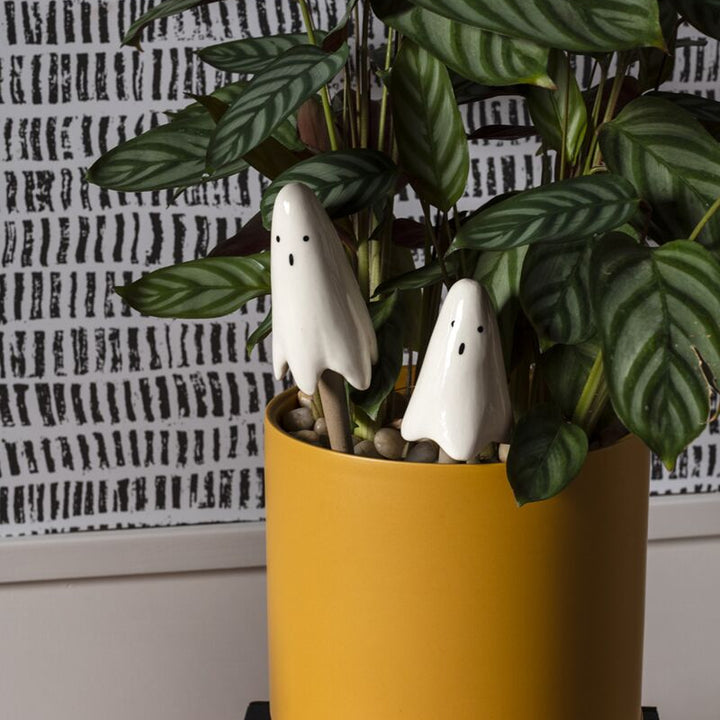 Ghost Plant Sticks Set