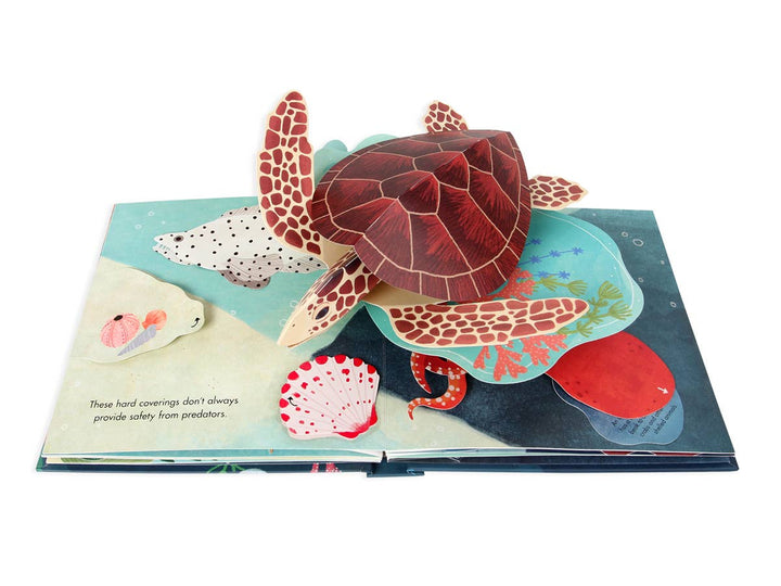 Shells: A Pop-Up Book Of Wonder - Merry Piglets