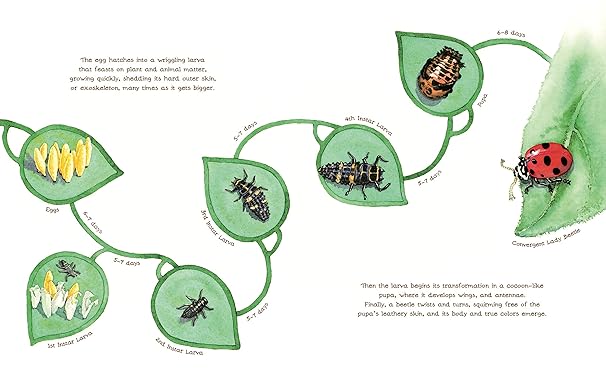 A Beetle is Shy Book - Merry PigletsChronicle Books