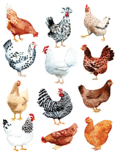 Chicken Notecards