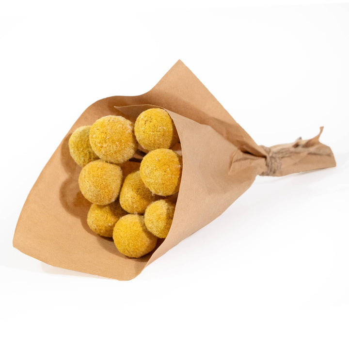 Mini Dried Billy Button Bundle - Merry PigletsAndaluca