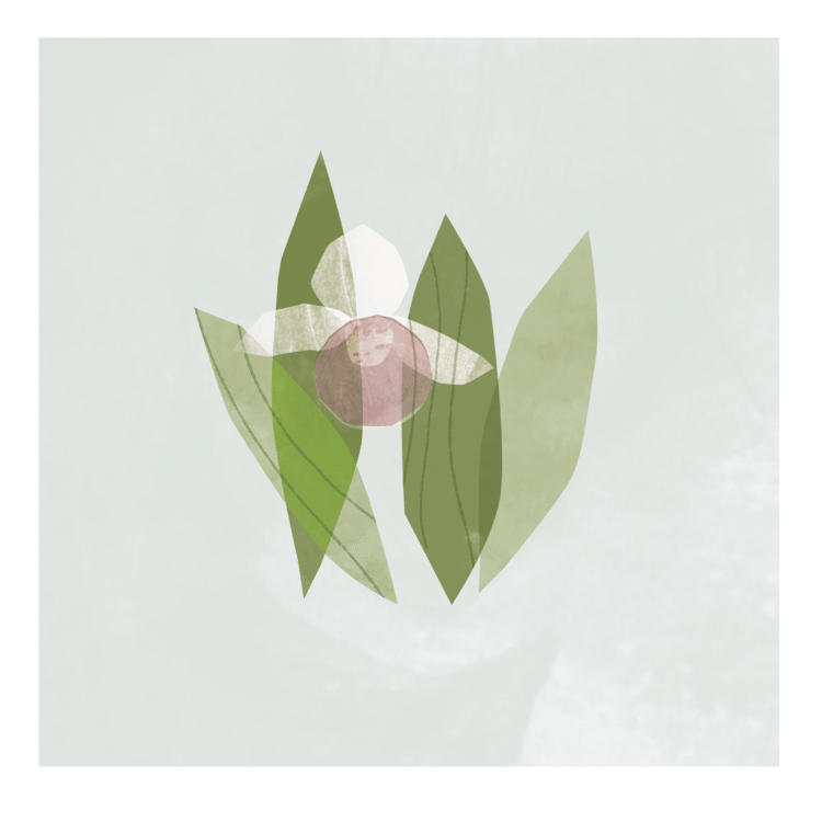 Pink Lady's Slipper Print - Merry PigletsTin Cup Design